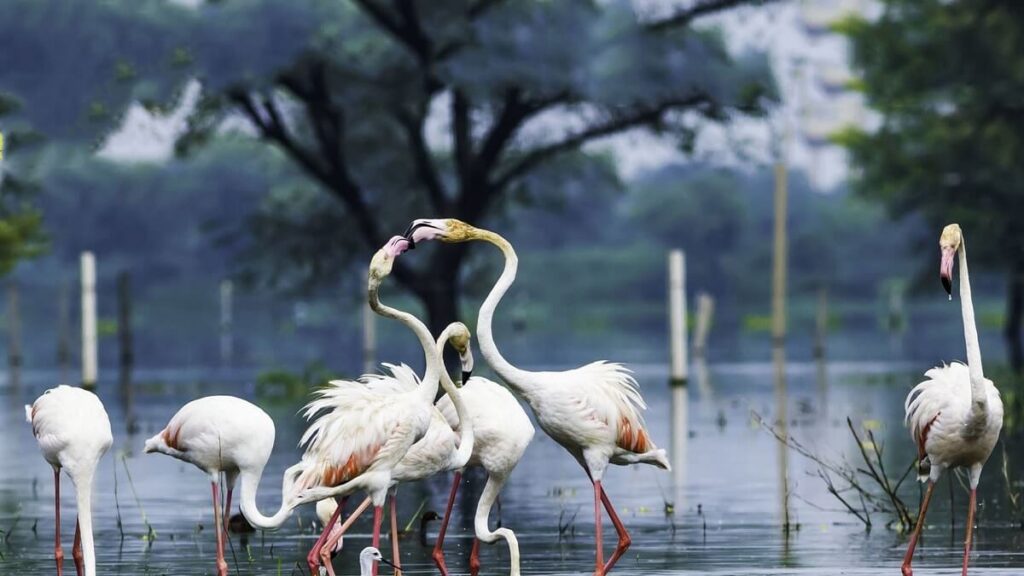 India Bird Sanctuaries