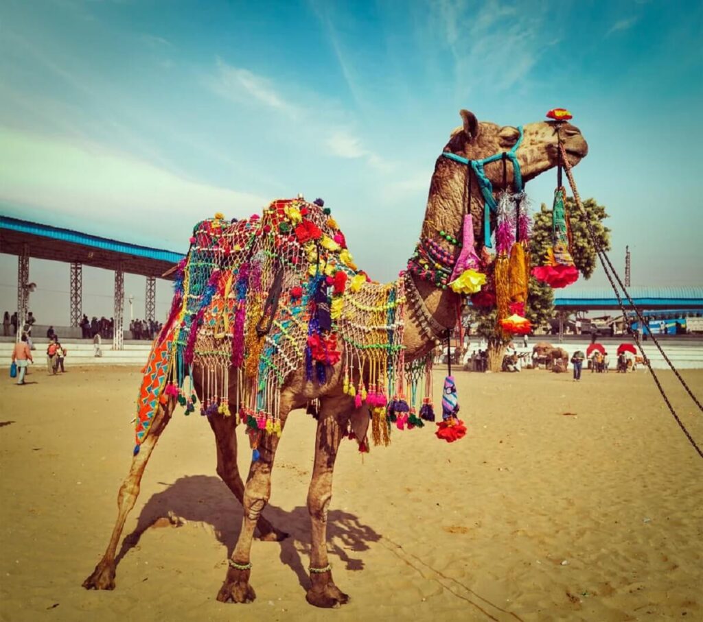 Pushkar Camel Fair