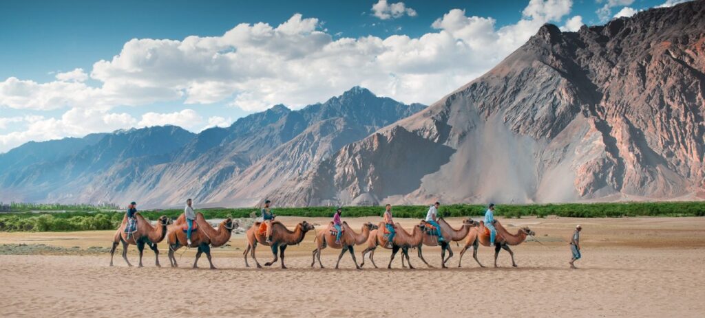 Camel Safari in Ladakh 