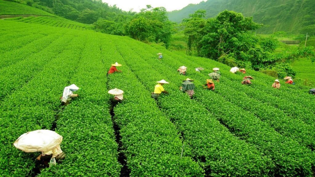 Happy Valley Tea Estate: A Taste of Darjeeling's Finest