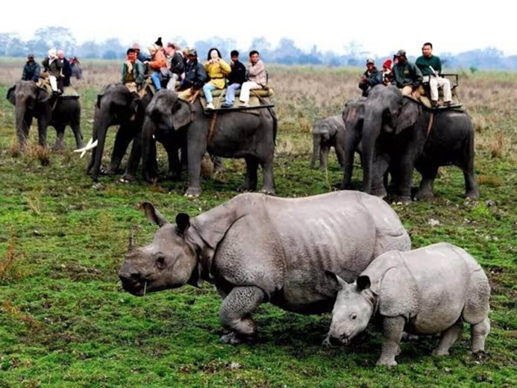 Kaziranga National Park Assam