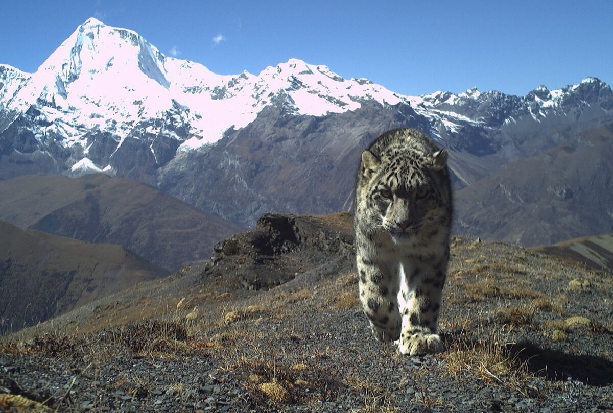 Bhutan’s Jigme Dorji National Park Snow Leopard