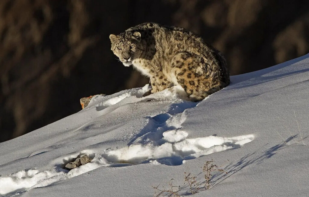 Destinations for Snow Leopard Sightings