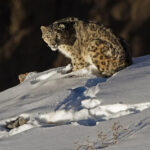 Destinations for Snow Leopard Sightings