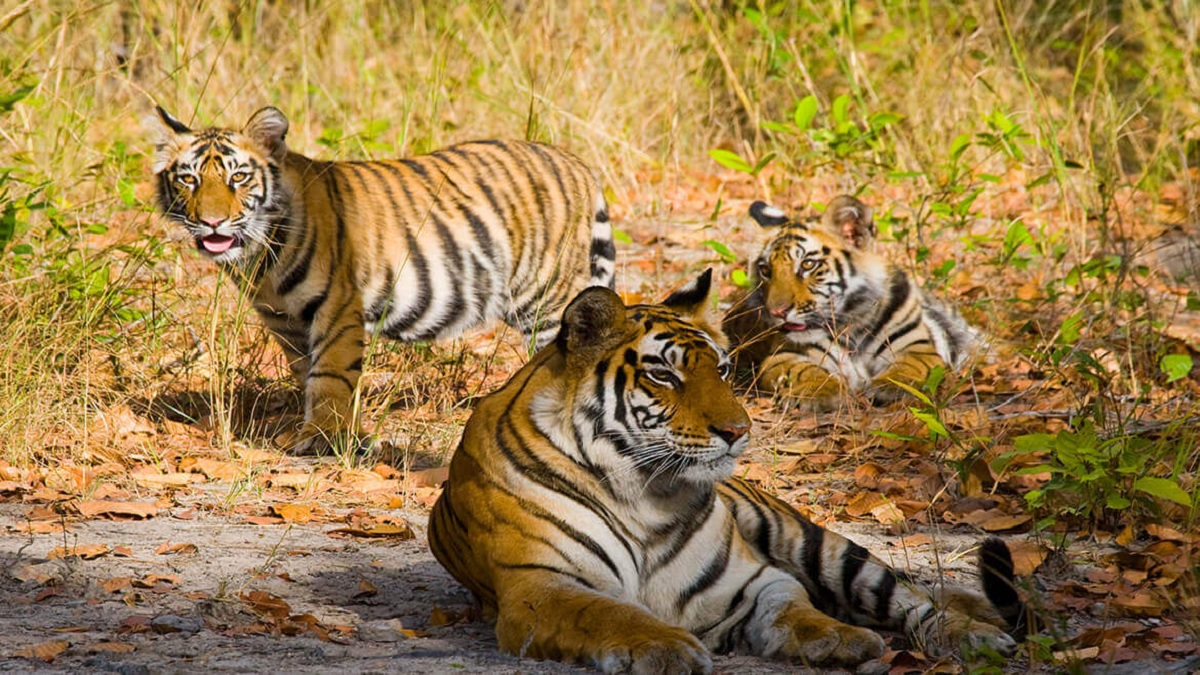 Bandhavgarh National Park, Madhya Pradesh: Land of the Tigers