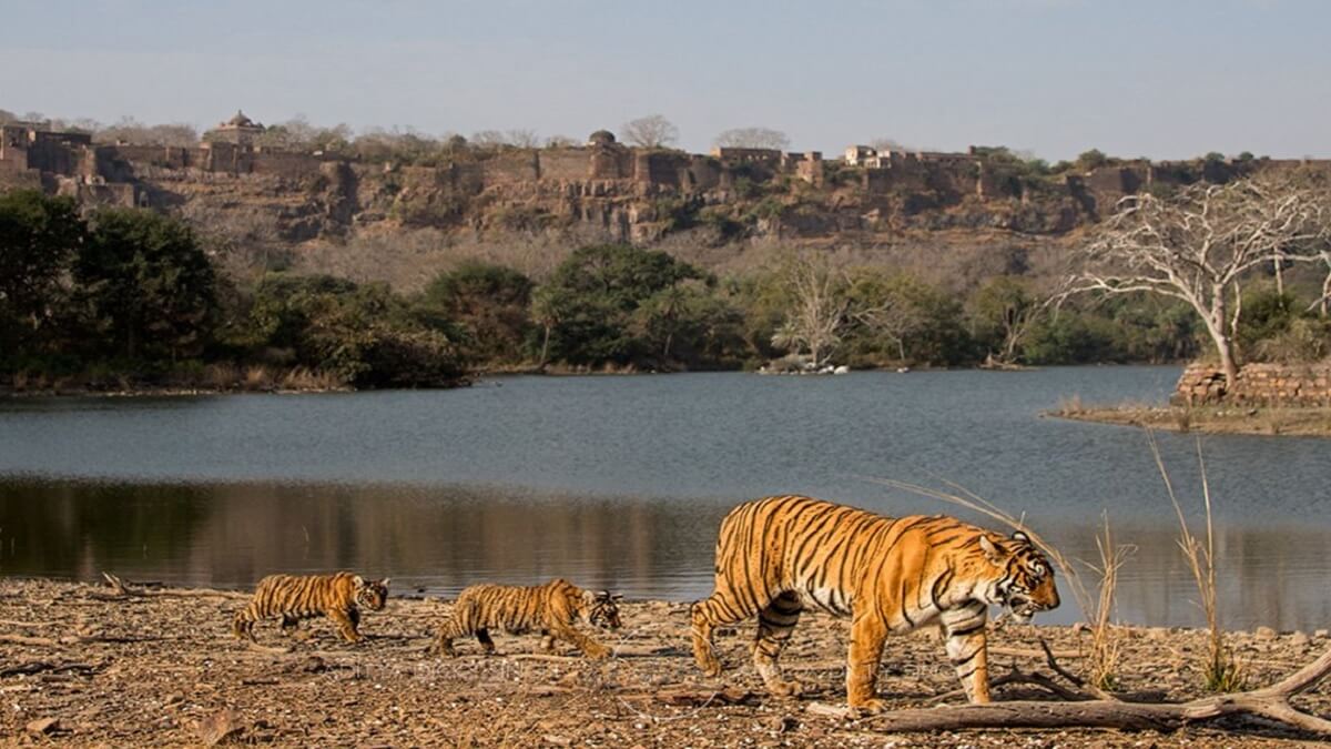 Ranthambore National Park: Wildlife Paradise