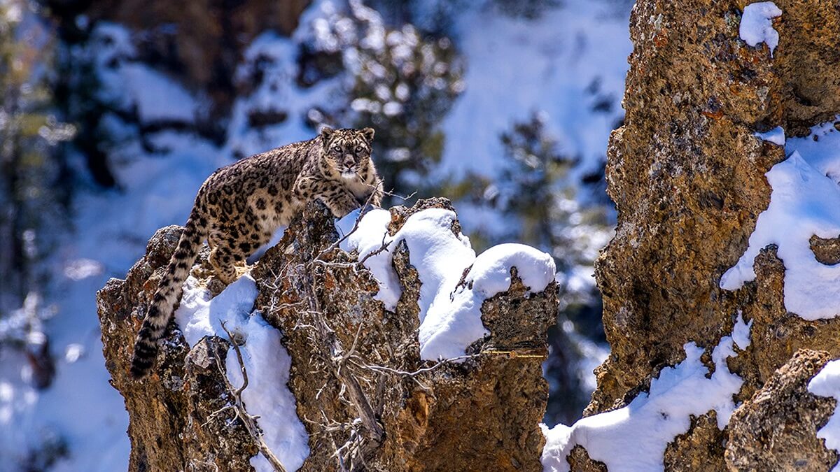 Snow Leopard Annapurna Conservation Area, Nepal