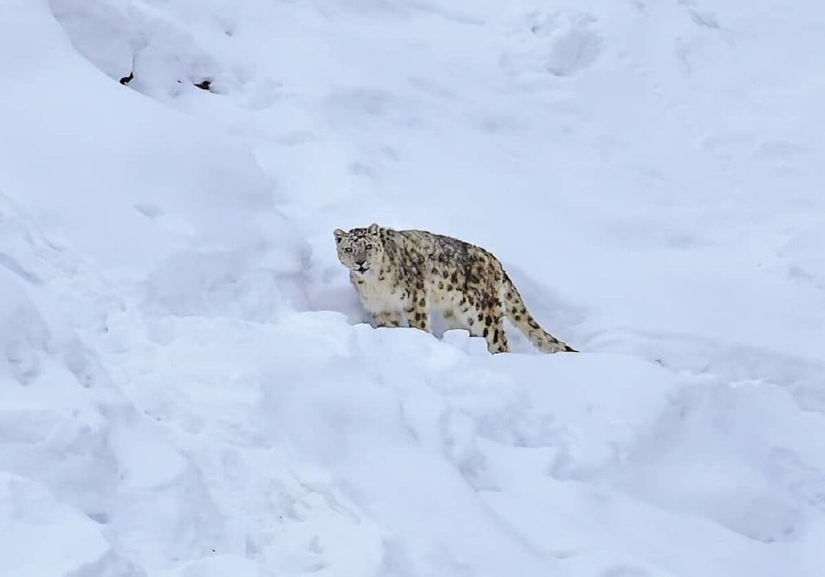 Snow Leopard Spiti-Valley