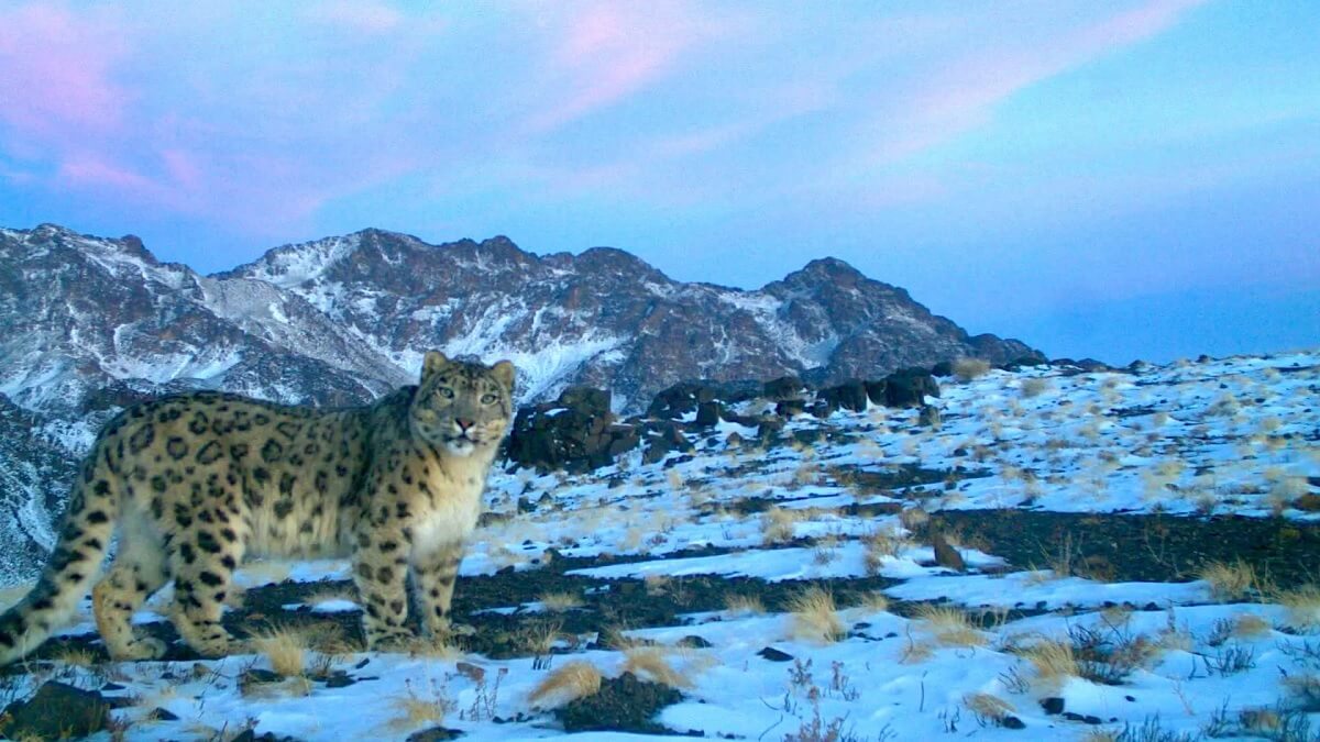 Snow Leopard Tien Shan Mountains, Kyrgyzstan