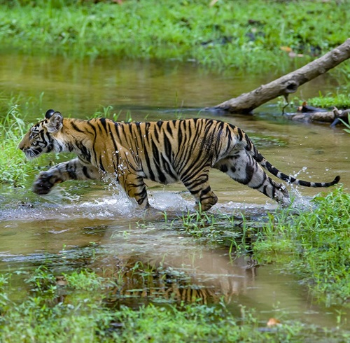 Bandhavgarh, Madhya Pradesh