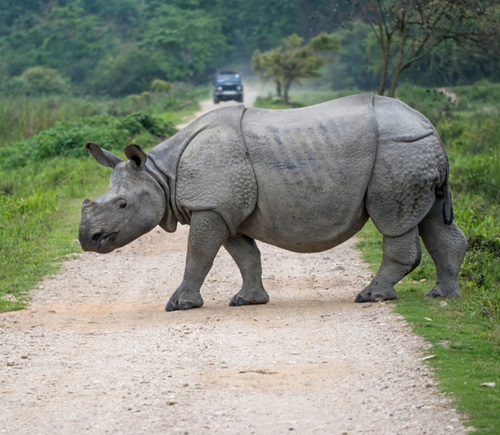 Kaziranga, Assam