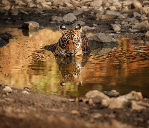 Ranthambhore, Rajasthan