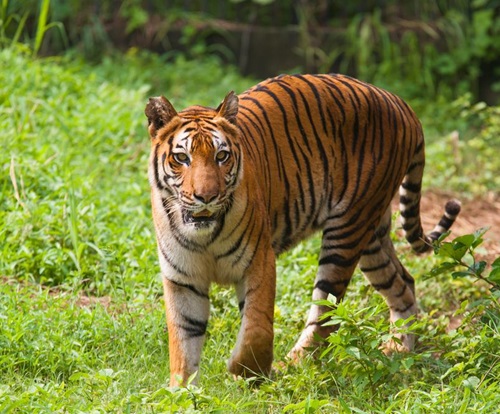 Sundarbans, West Bengal