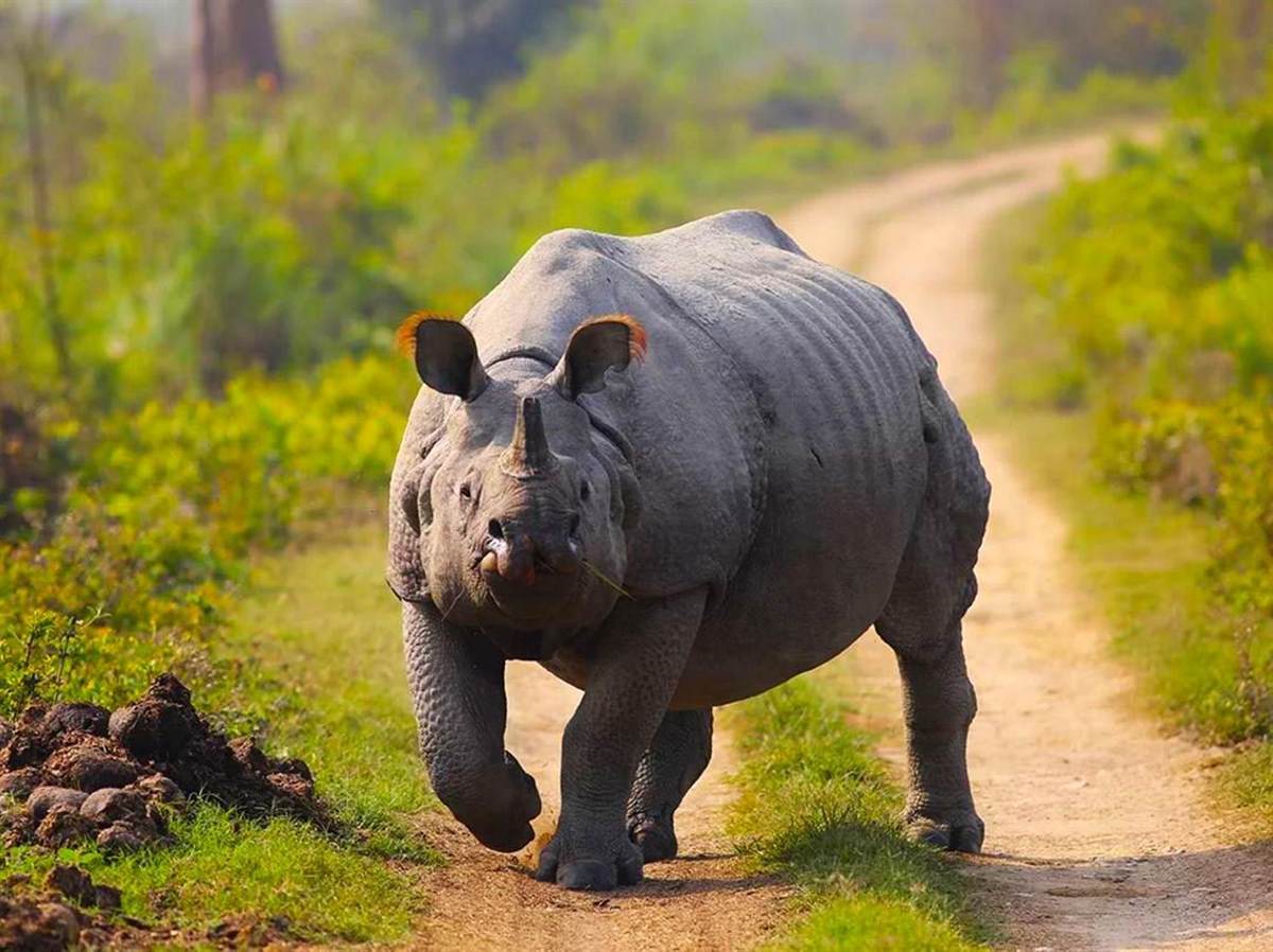 Kaziranga National Park