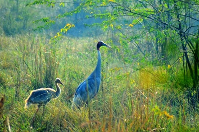 Cotigao Wildlife Sanctuary