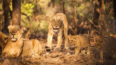 Gir National Park