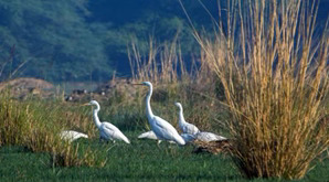 Sultanpur Bird Sanctuary