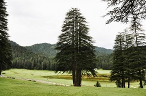 Panch Pandav Tree