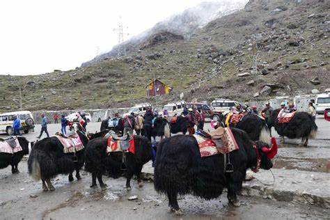 Yak Rides in Kufri