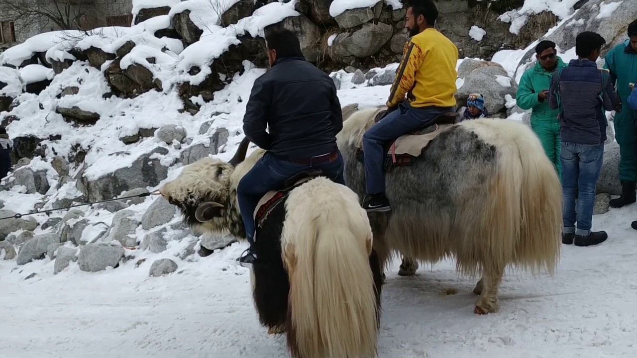 Yak Rides