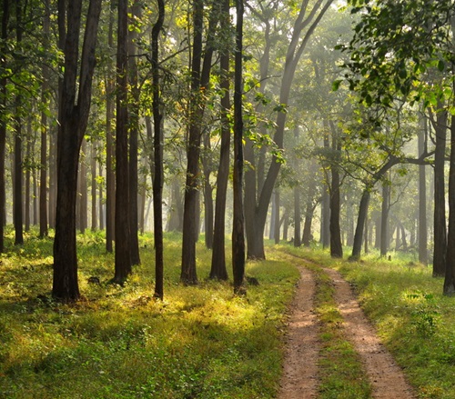 Nagarhole National Park