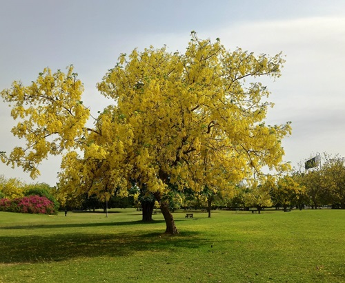 Chain Tree