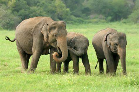 Periyar Wildlife Sanctuary