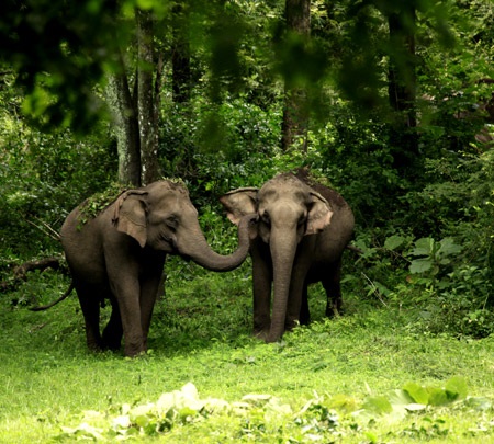 Wayanad Wildlife Sanctuary