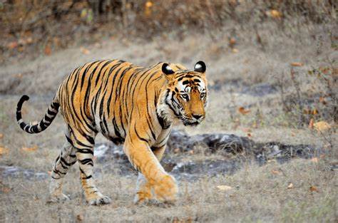 Bandhavgarh National Park