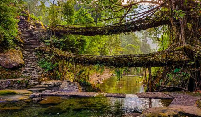 Living Root Bridges