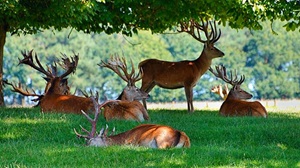 Deer Park