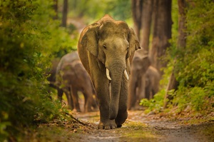 Elephant Safari in Corbett