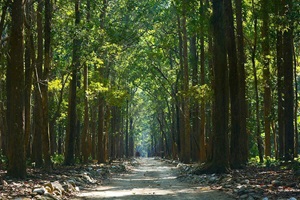 Sitabani Forest Reserve